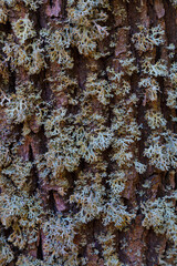 Oakmoss. Gray lichen on brown oak bark