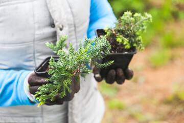 Coniferous seedlings in black pots