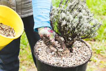Gardener plants small lavender seedlings in a pot