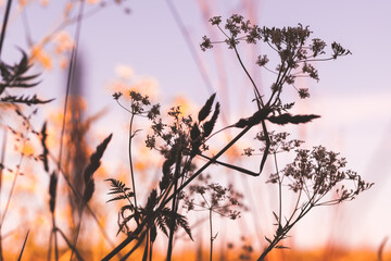 Abstract natural background with umbrella grass