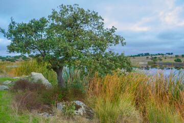 Fototapeta na wymiar A tree on the shore of a small lake. Thickets of reeds