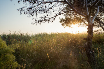 Tree in the middle of the field silhouetted with sunset light.