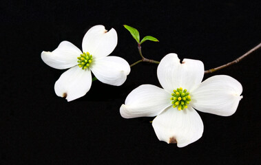 Virginia white dogwood blossom on black background.