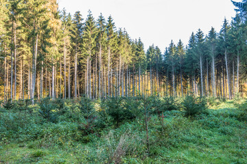 Wiederaufforstung durch anpflanzen von Jungbäumen im Mischwald