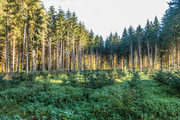 Wiederaufforstung durch anpflanzen von Jungbäumen im Mischwald