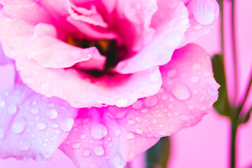 Bluming eustoma flower with dew water drops in neon light. lisianthus macro banner wallpaper