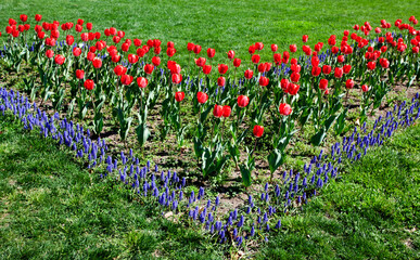 Red tulips and purple hyacinths in garden.