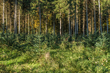 Obraz premium Wiederaufforstung durch anpflanzen von Jungbäumen im Mischwald