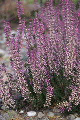 Wrzosy w jesiennym ogrodzie