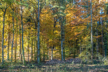 Wiederaufforstung durch anpflanzen von Jungbäumen im Mischwald