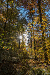 Waldweg im Herbst