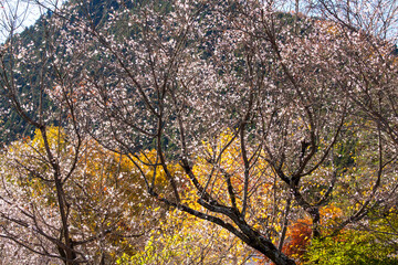 城峯公園　冬桜