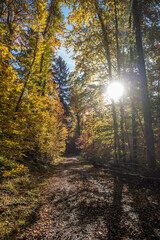 Obraz premium Waldweg im Herbst