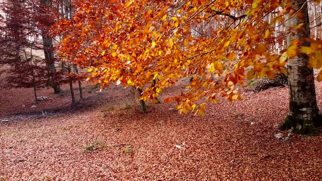 Bosco di alberi di faggio durante il foliage d'autunno, Italia - Forest of beech trees during autumn foliage, Italy