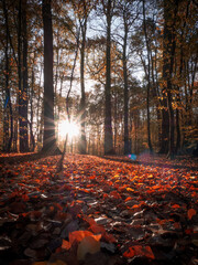 sunrise in a forest covered with red leaves  in autumn