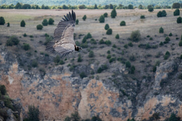Las Hoces del Río Duratón Natural Park, Segovia province, Spain