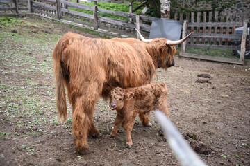 mucca pelo lungo cucciolo vitello allattare 