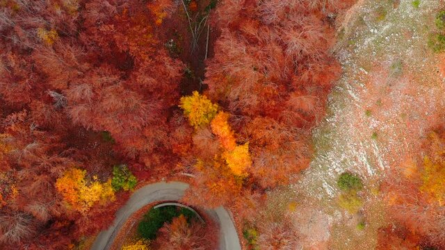 Bosco di alberi di faggio durante il foliage d'autunno, Italia - Forest of beech trees during autumn foliage, Italy