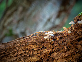 some small tree fungi grow on a dead tree trunk
