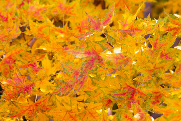 Autumn maple leaves close up background. Acer truncatum, the Shantung maple. Fall colors