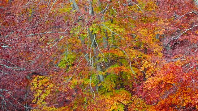 Bosco di alberi di faggio durante il foliage d'autunno, Italia - Forest of beech trees during autumn foliage, Italy
