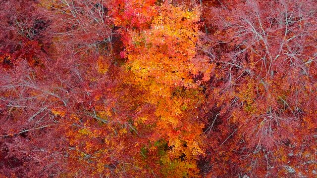 Vista aerea con drone di Bosco di alberi di faggio durante il foliage d'autunno, Italia - Forest of beech trees during autumn foliage, Italy