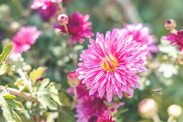 Obraz premium Beautiful pink violet chrysanthemum in the garden. Sunny day, shall depth of the field. Floral background