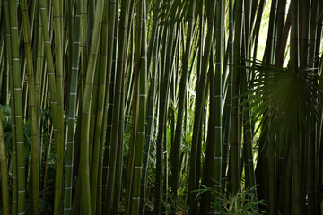 Bambou vert