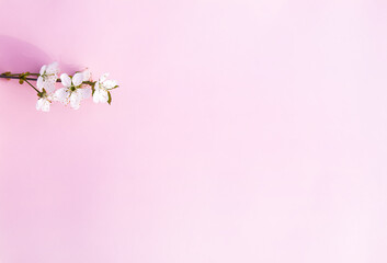 Cherry tree blooming branch on soft pink background.