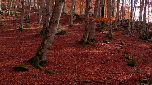 Bosco di alberi di faggio durante il foliage d'autunno, Italia - Forest of beech trees during autumn foliage, Italy