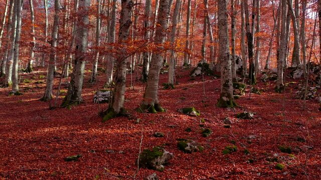 Bosco di alberi di faggio durante il foliage d'autunno, Italia - Forest of beech trees during autumn foliage, Italy
