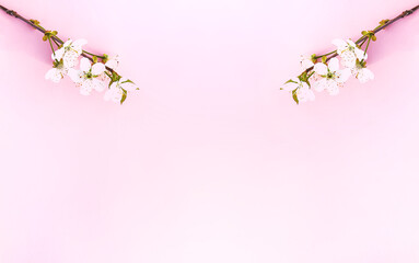 Obraz na płótnie Canvas Cherry tree branches on pink paper background