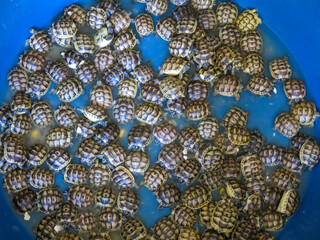 Tens of new born turtles in a basin. Land tortoise are 7 days old only. Land turtles are in tank with some water. Cute baby animals close up shot.