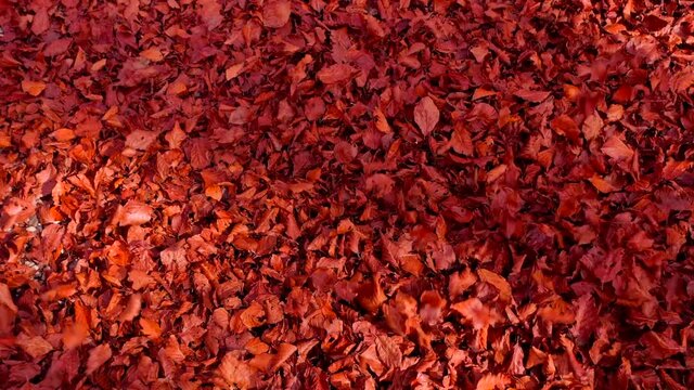 foglie rosse che volano al passaggio del drone - Bosco di alberi di faggio durante il foliage d'autunno, Italia - Forest of beech trees during autumn foliage, Italy