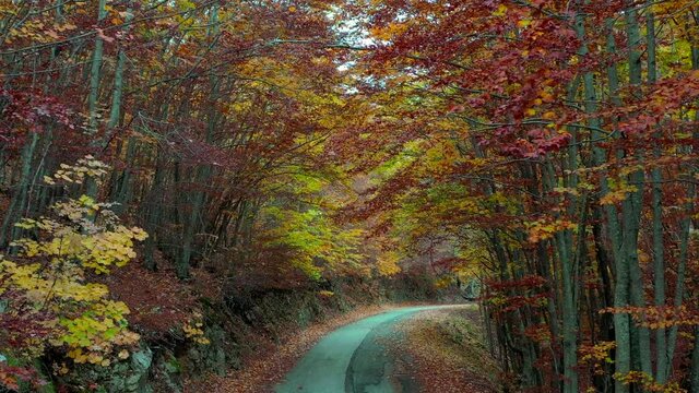 Vista aerea con drone Bosco di alberi di faggio durante il foliage d'autunno, Italia - Forest of beech trees during autumn foliage, Italy