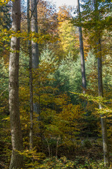 Herbstliche Bäume im Mischwald