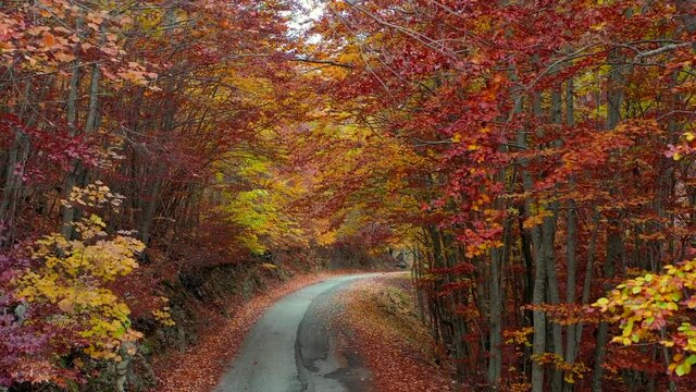 Bosco di alberi di faggio durante il foliage d'autunno, Italia - Forest of beech trees during autumn foliage, Italy