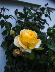 A beautiful yellow rose that climbs a fence