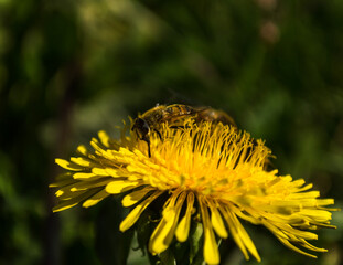 Bee collecting nectar from a beautiful flower