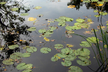 Scene of lily pads sitting on the water in Markische Schweiz Buckow Brandenburg Germany