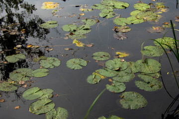 Scene of lily pads sitting on the water in Markische Schweiz Buckow Brandenburg Germany