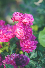 Beautiful many pink roses with water drops in autumn garden with amazing evening sunny light. Shallow depth of the field.