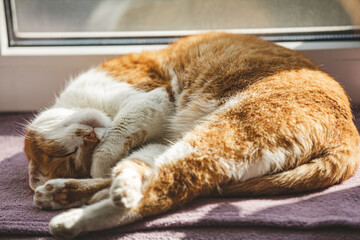 Fototapeta na wymiar Morning sun light on the sleeping red cat close up with blur and select focus background. Coloring and processing photos with soft selective focus. Shallow depth of field.