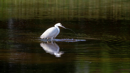 Garza blanca pesca en un lago
