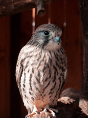 Close-up front view long photo of a lone gray falcon bird sitting on a tree branch and looking attentively to the camera with two-thirds head turning