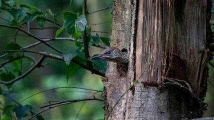 Un polluelo de pájaro carpintero se asoma a curiosear en el agujero del nido.