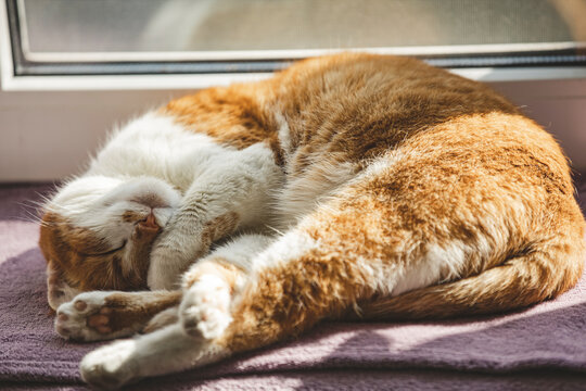 Morning sun light on the sleeping red cat close up with blur and select focus background. Coloring and processing photos with soft selective focus. Shallow depth of field.