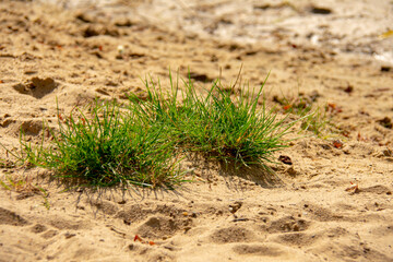 Patch of grass growing in the sand in Markische Schweiz Buckow Brandenburg Germany