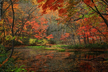 紅葉の松川渓流