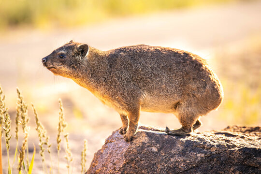 South African Rock Dassie isolated